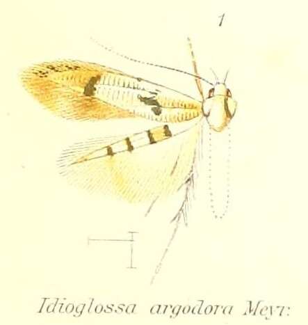 Image of Idioglossa argodora Meyrick 1913