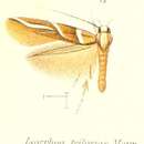 Image of Isorrhoa triloxias Meyrick 1907