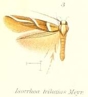 Plancia ëd Isorrhoa triloxias Meyrick 1907