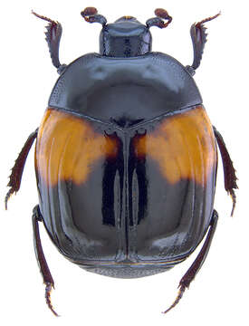 Image of hister beetles