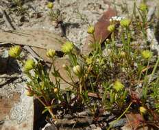 Image of Brachyscome perpusilla (Steetz) J. Black