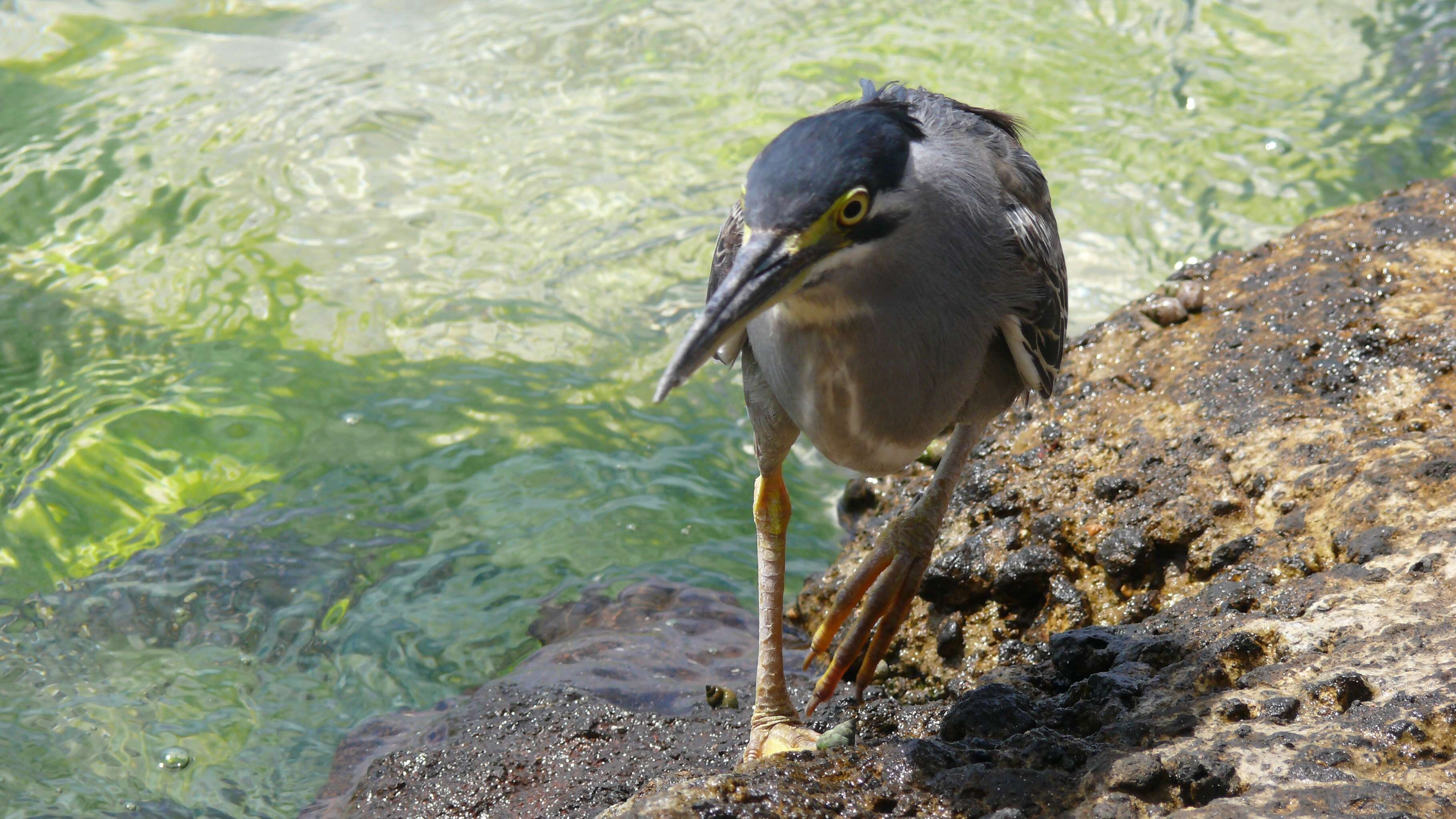 Image of Green-backed Heron