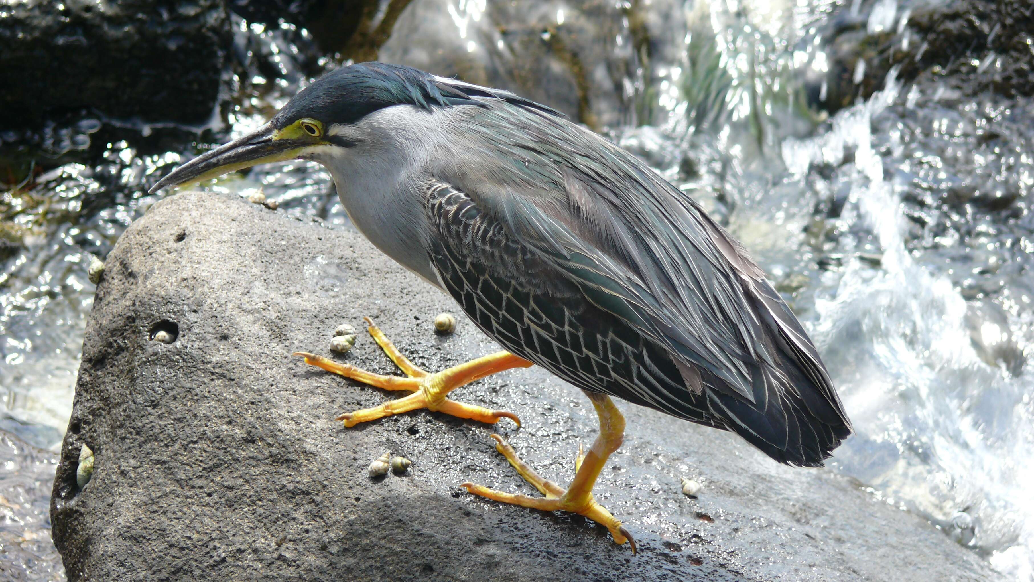 Image of Green-backed Heron