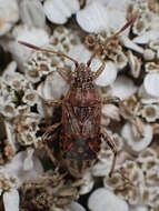 Слика од Stictopleurus crassicornis (Linnaeus 1758)