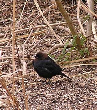 Image of Brown-headed Cowbird