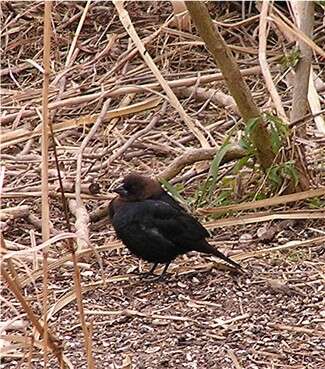 Image of Brown-headed Cowbird