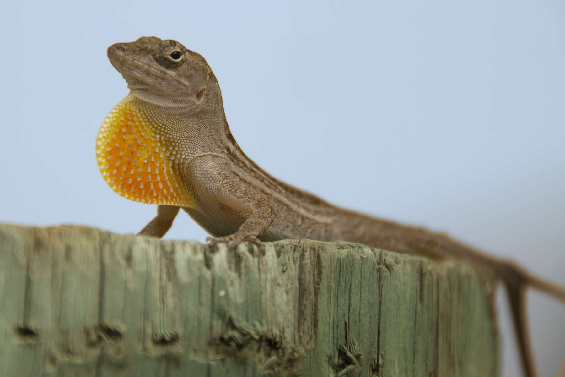 Image of Bahaman brown anole