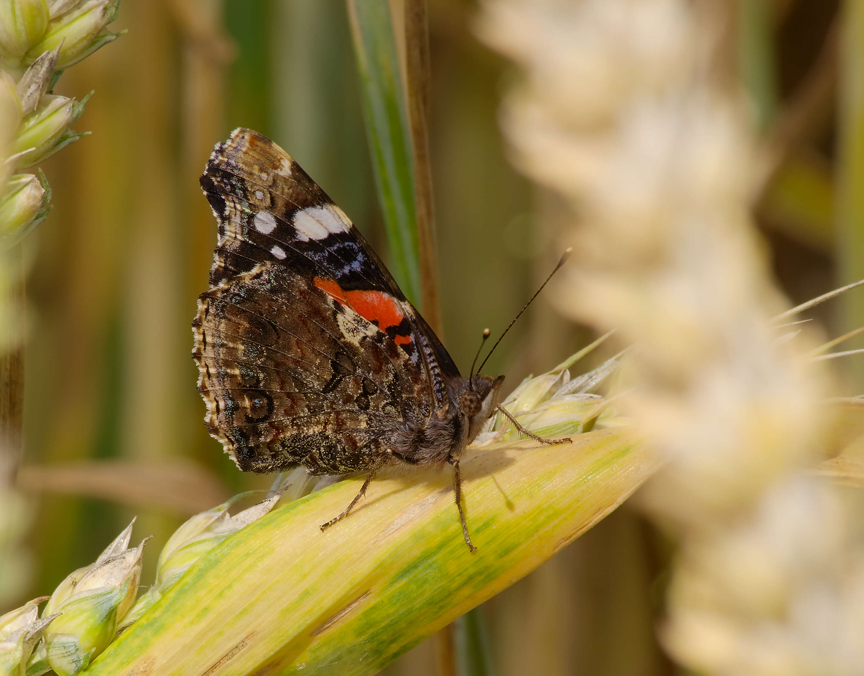 Image of Red Admiral