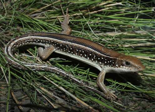 Image of Karoo Plated Lizard