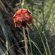 صورة Calochortus marcellae G. L. Nesom