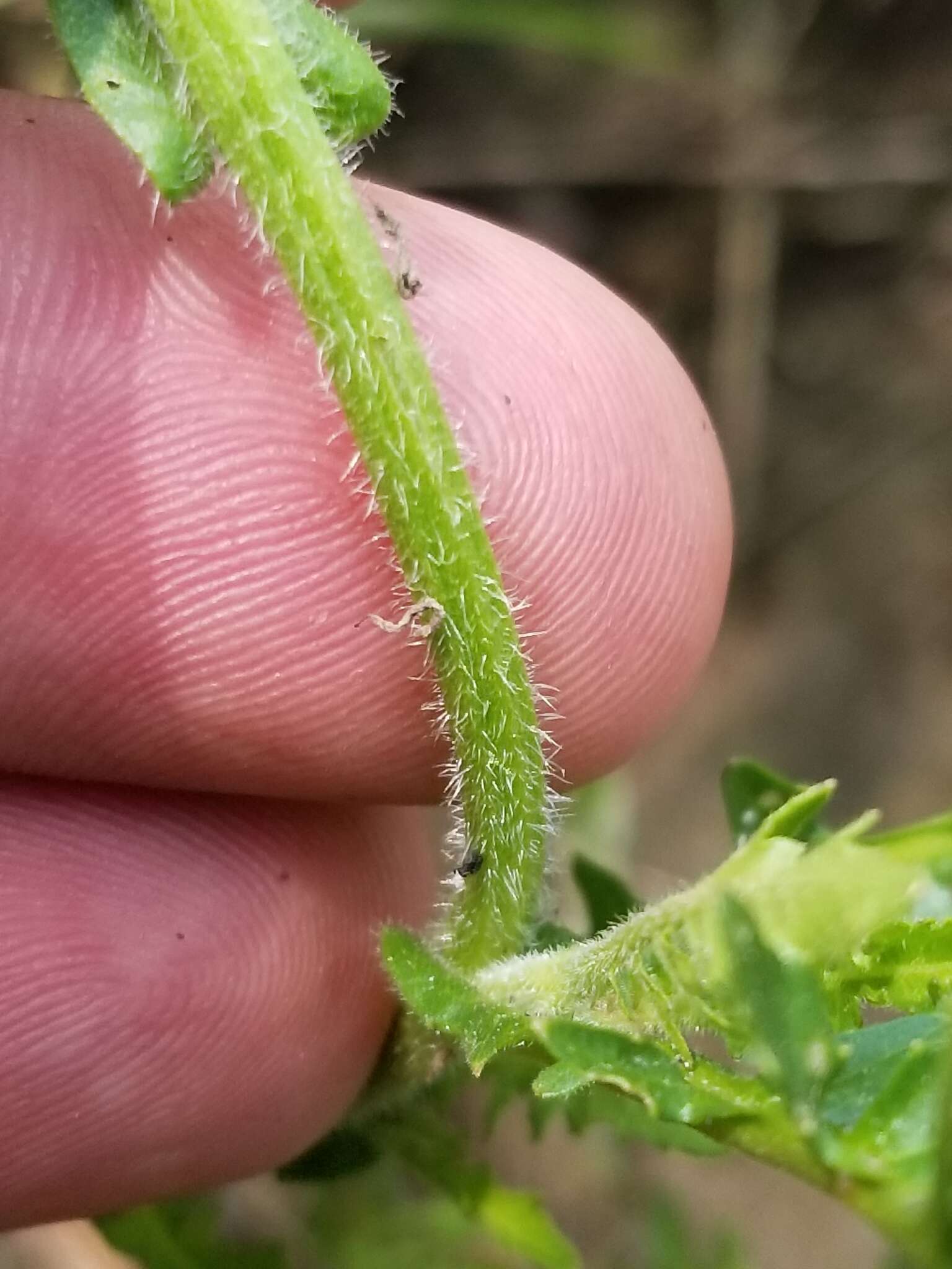 Rorippa palustris subsp. hispida (Desv.) Jonsell的圖片