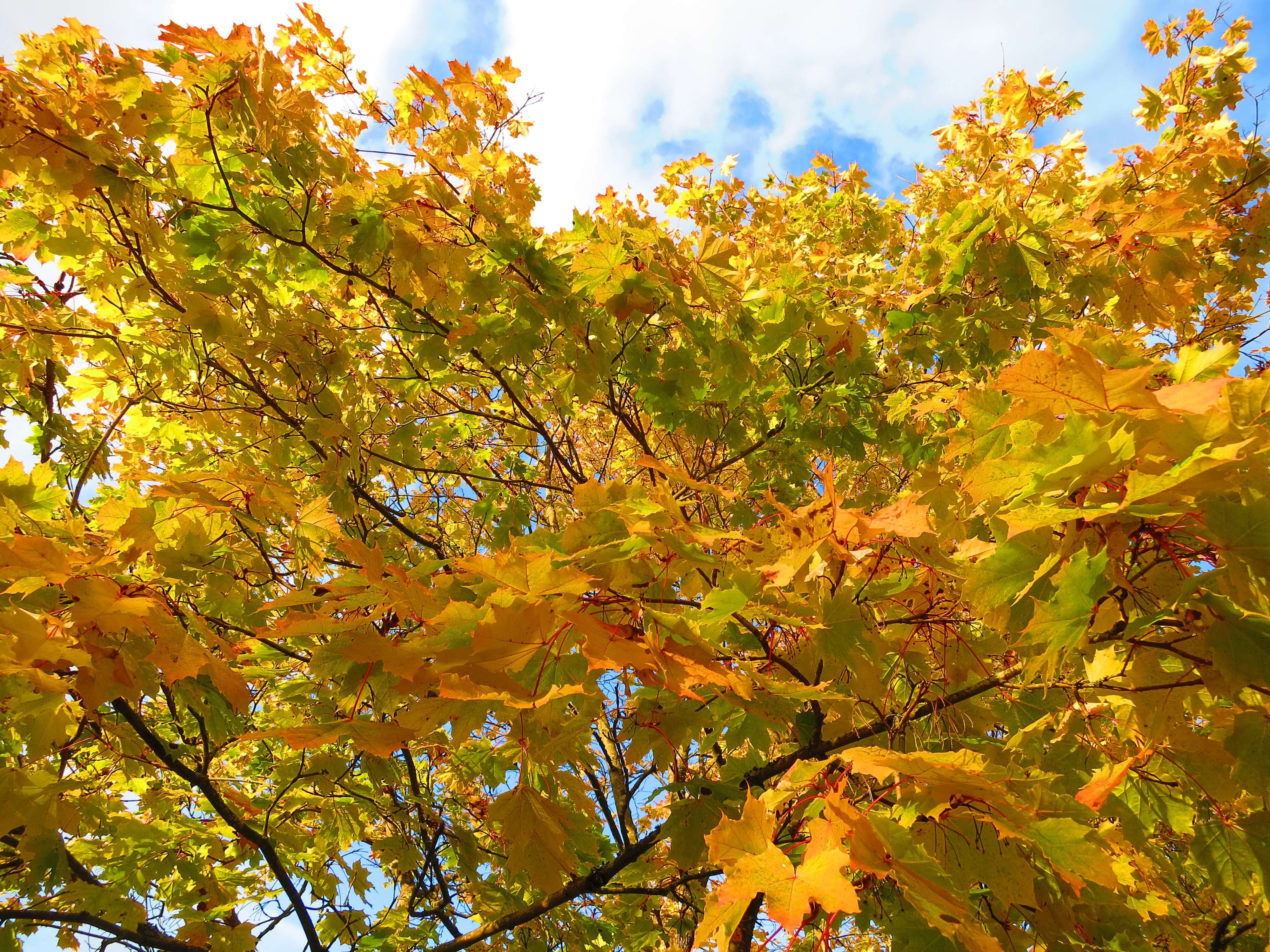 Image of Norway Maple