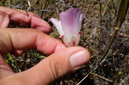 Calochortus simulans (Hoover) Munz resmi