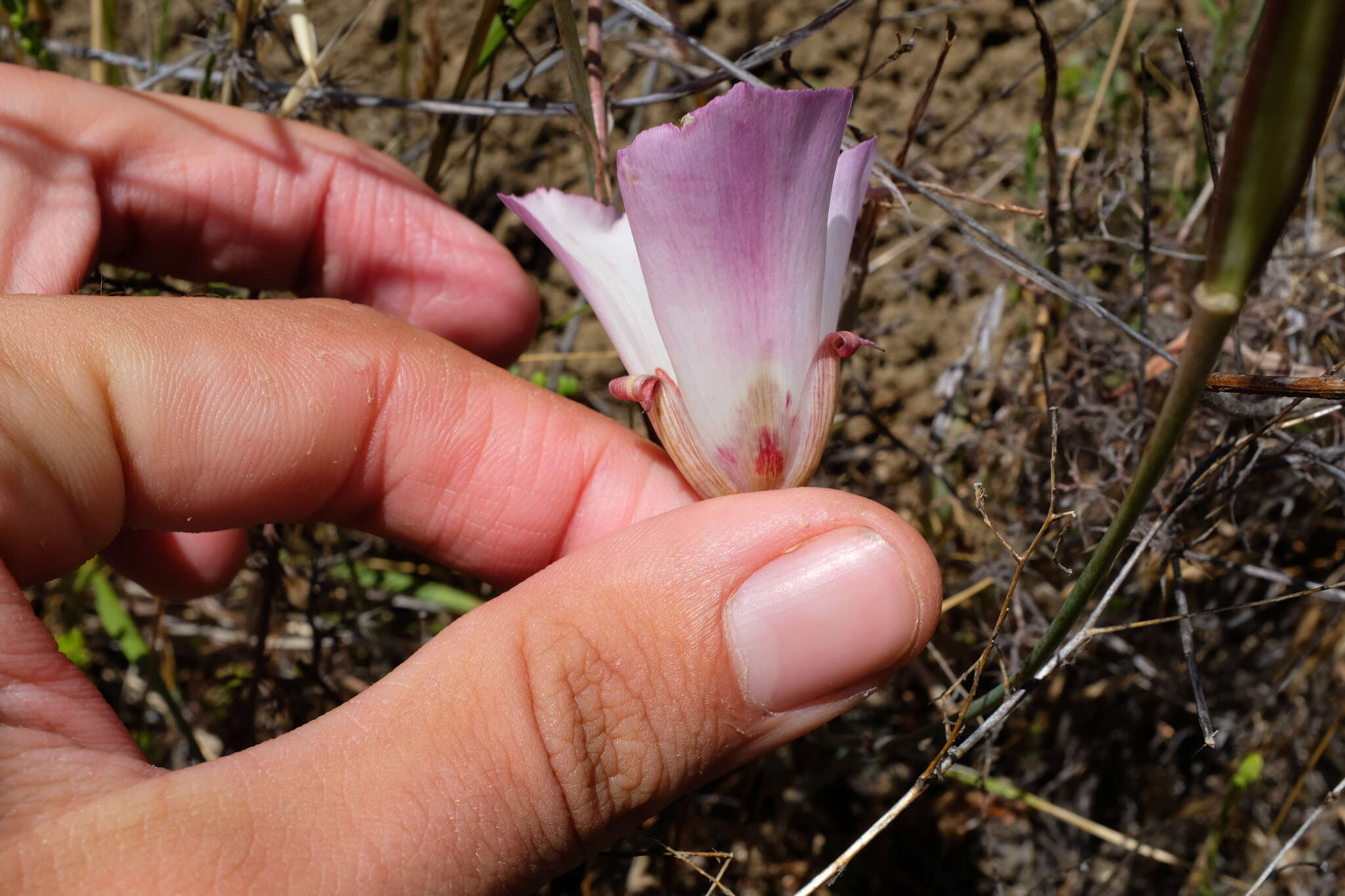 Calochortus simulans (Hoover) Munz resmi