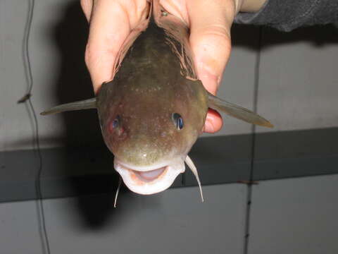 Image of Atlantic Tomcod