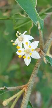 Image of Asterolasia correifolia (A. Juss.) Benth.