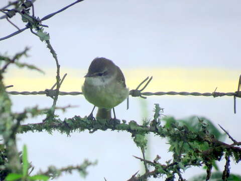 Image of White-throated Tyrannulet