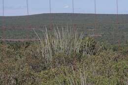 Image of Strelitzia juncea (Ker Gawl.) Link