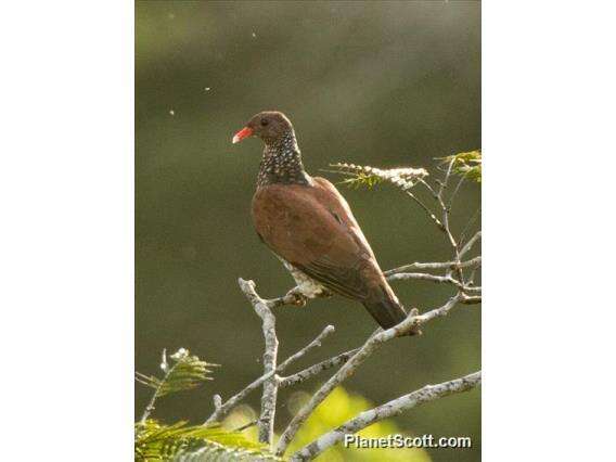 صورة Patagioenas speciosa (Gmelin & JF 1789)