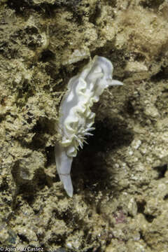 Image of Pale white slug