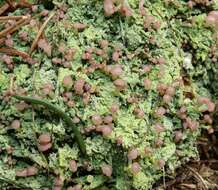 Image of Beret lichens