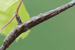 Image of large thorn