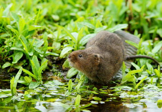 Image of Water Voles