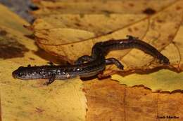 Image of Dwarf Salamander
