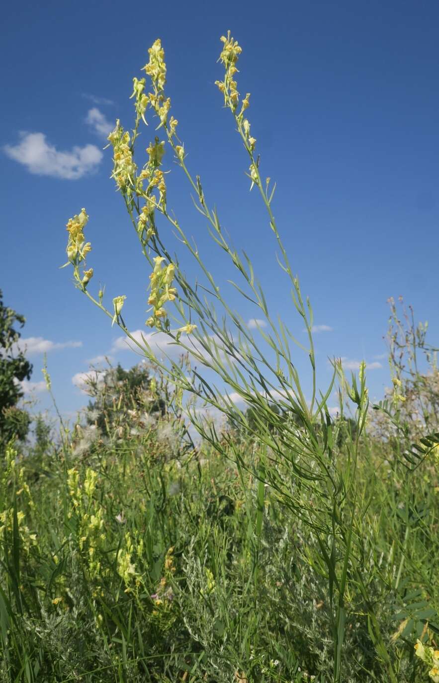 Image of Italian toadflax