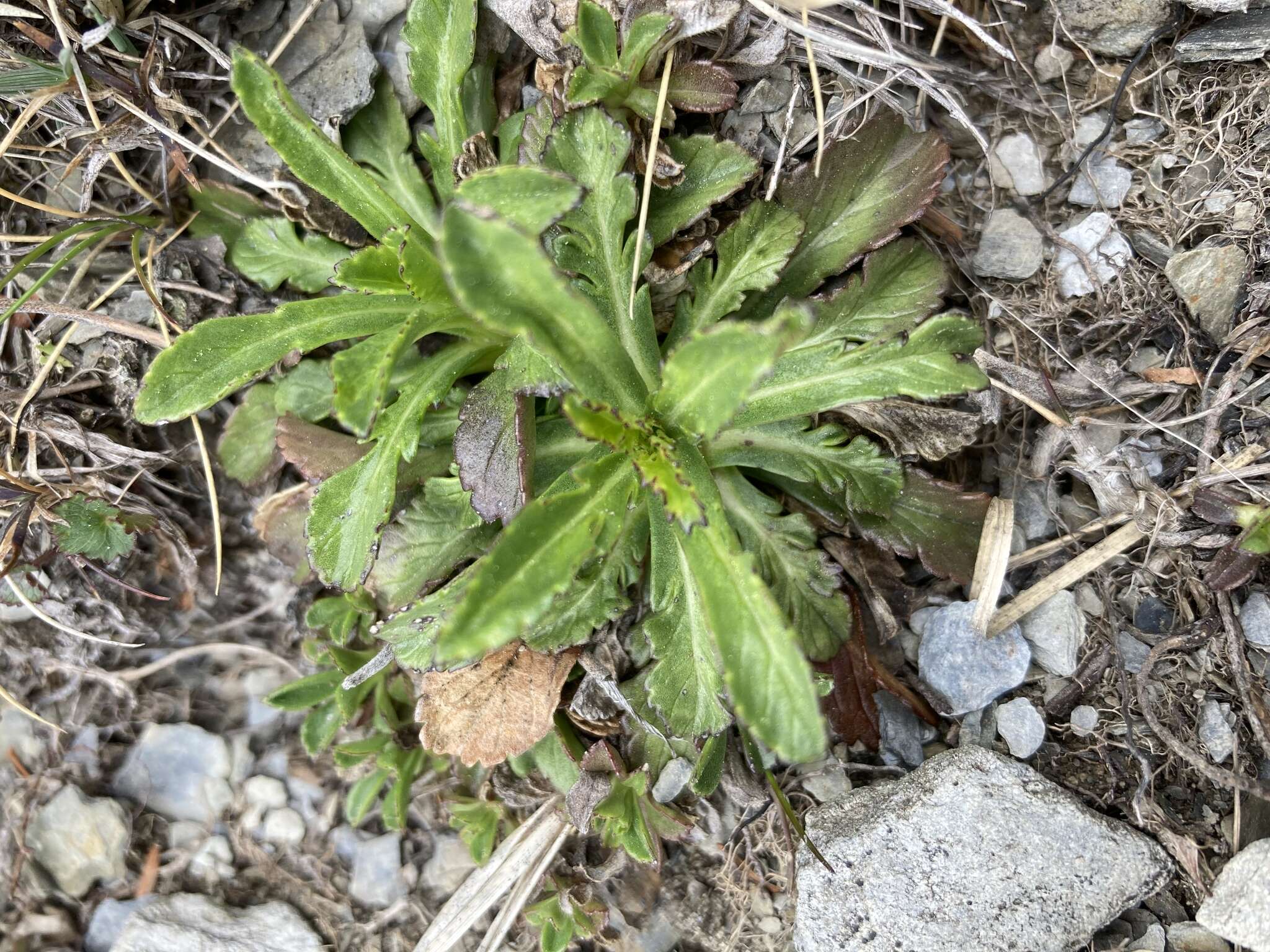 Image de Scabiosa lacerifolia Hayata