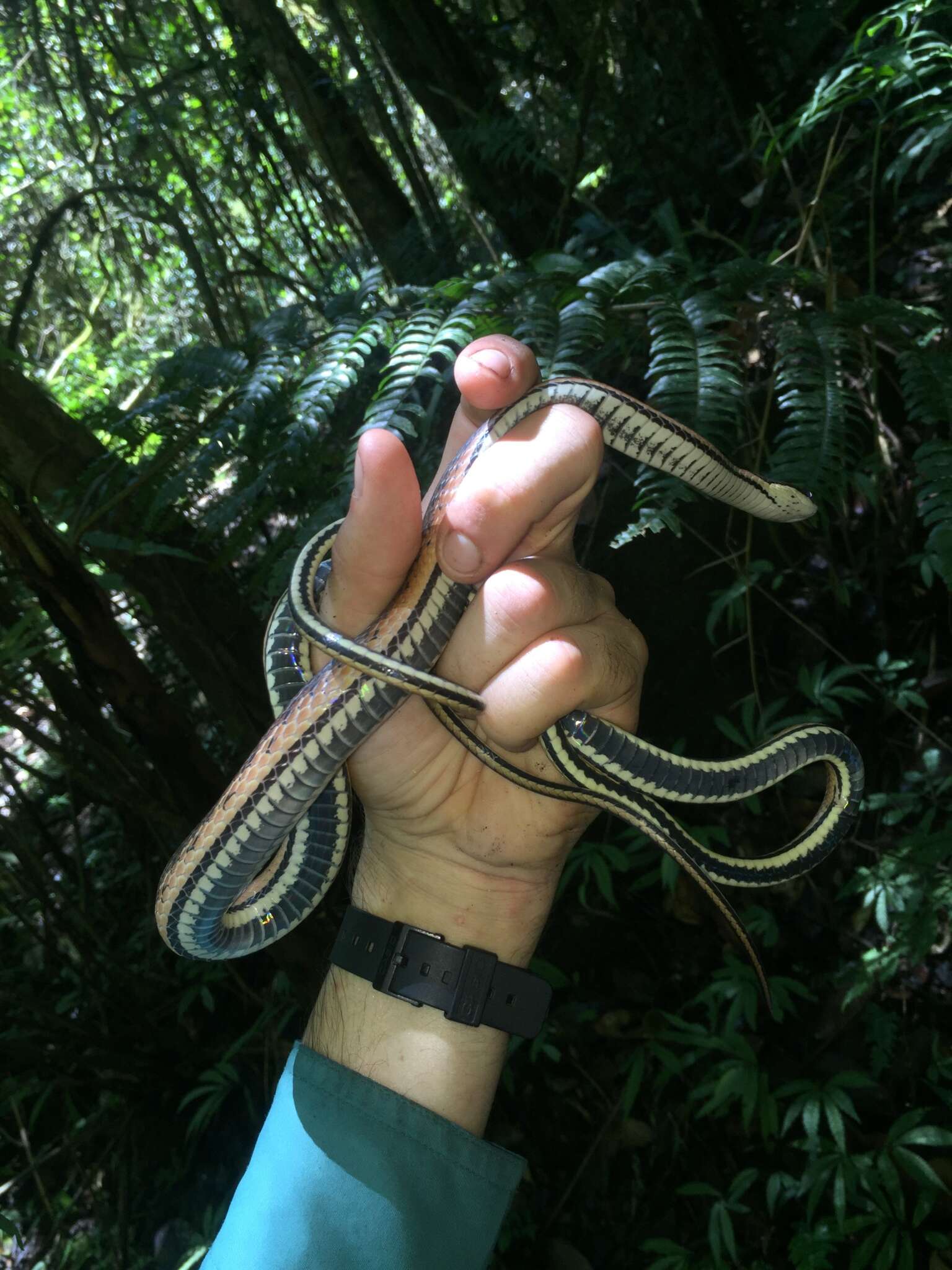 Image of Liopholidophis dolicocercus (Peracca 1892)