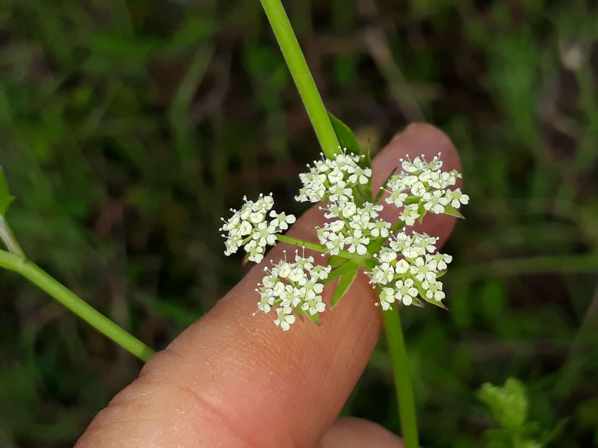 Imagem de Berula erecta subsp. thunbergii (DC.) B. L. Burtt