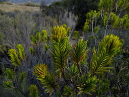 Image of Pteronia fasciculata L. fil.