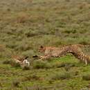 Plancia ëd Acinonyx jubatus raineyi Heller 1913