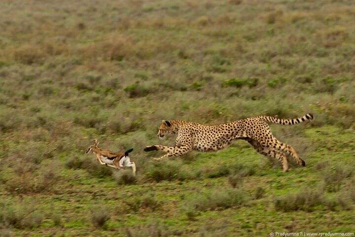 Image of Tanzanian cheetah