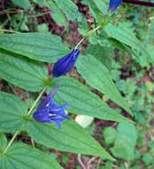 Image of Gentiana asclepiadea L.