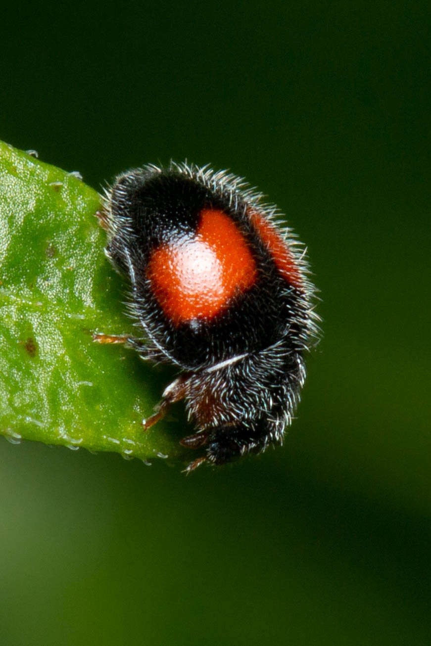 Image of Minute two-spotted ladybird beetle