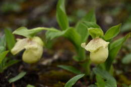 Image of Yellow Cypripedium