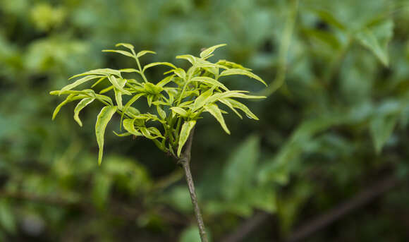 Image of Ampelopsis grossedentata (Hand.-Mazz.) W. T. Wang