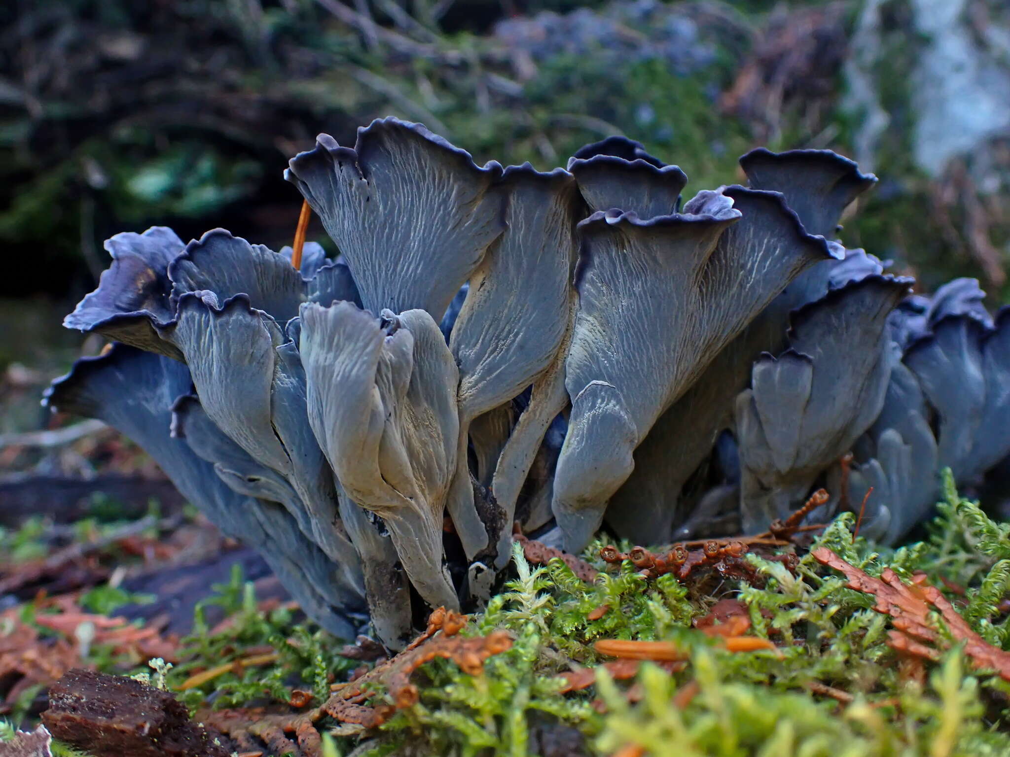 Image of Polyozellus atrolazulinus Trudell & Kõljalg