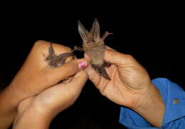 Image of Ozark big-eared bat