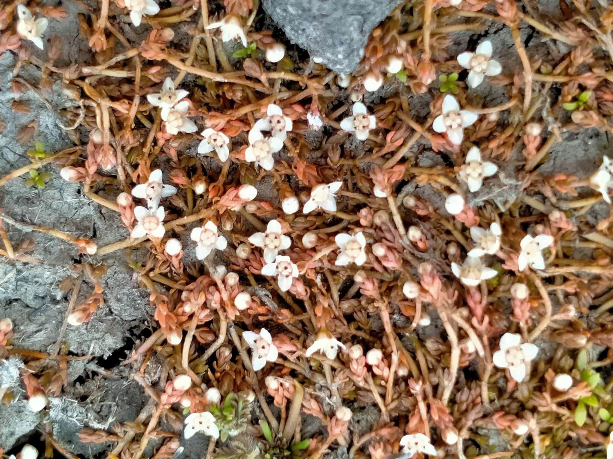 Image of Crassula sinclairii (Hook. fil.) A. P. Druce & D. R. Given