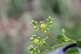 Image of Ampelopsis grossedentata (Hand.-Mazz.) W. T. Wang