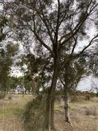 Image of Allocasuarina fraseriana (Miq.) L. A. S. Johnson