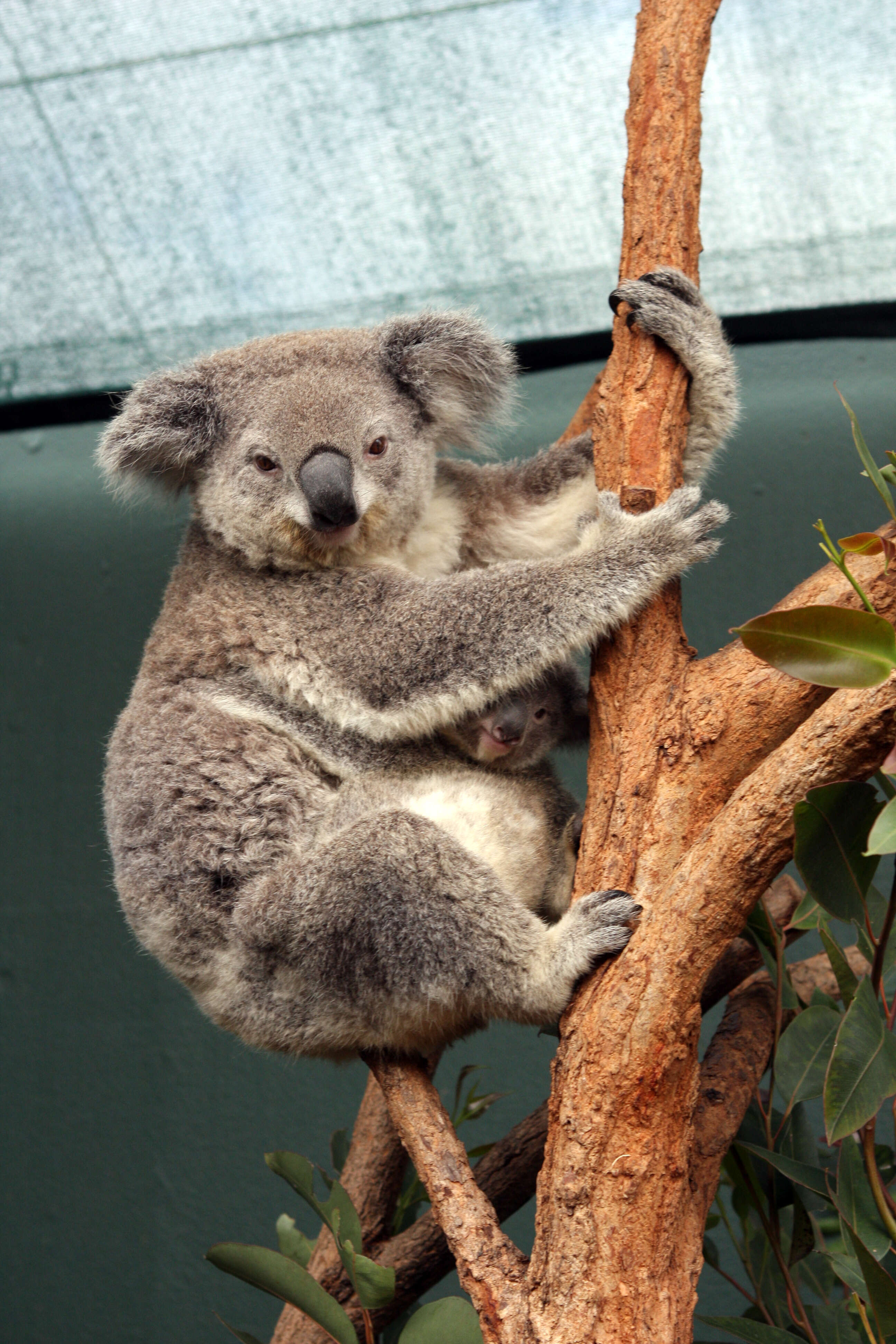 Image of koalas