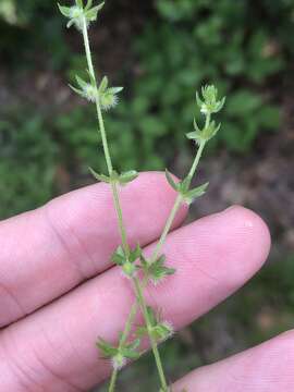 Image of southwestern bedstraw