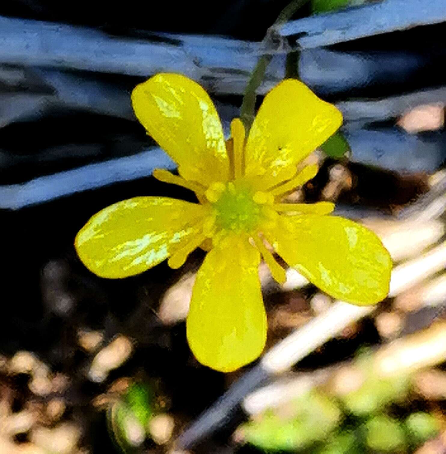 Image of Creeping Spearwort