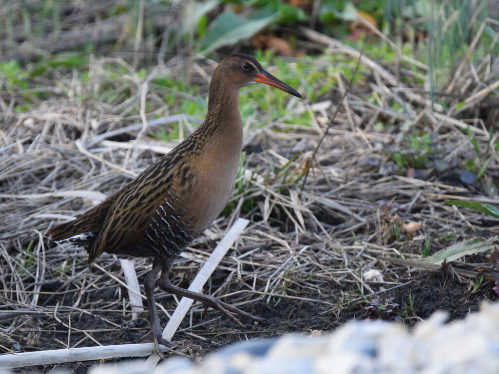 Image of King Rail