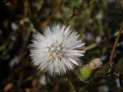 Senecio viscosus L. resmi