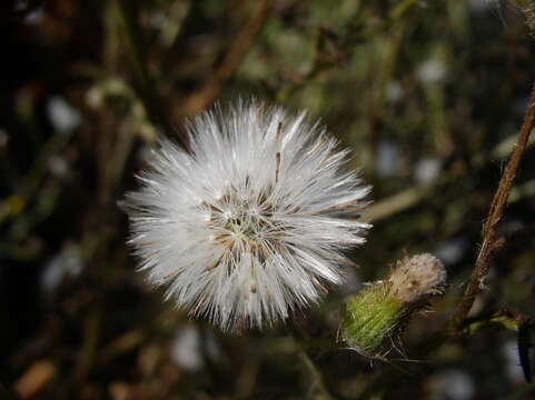 Image of sticky groundsel